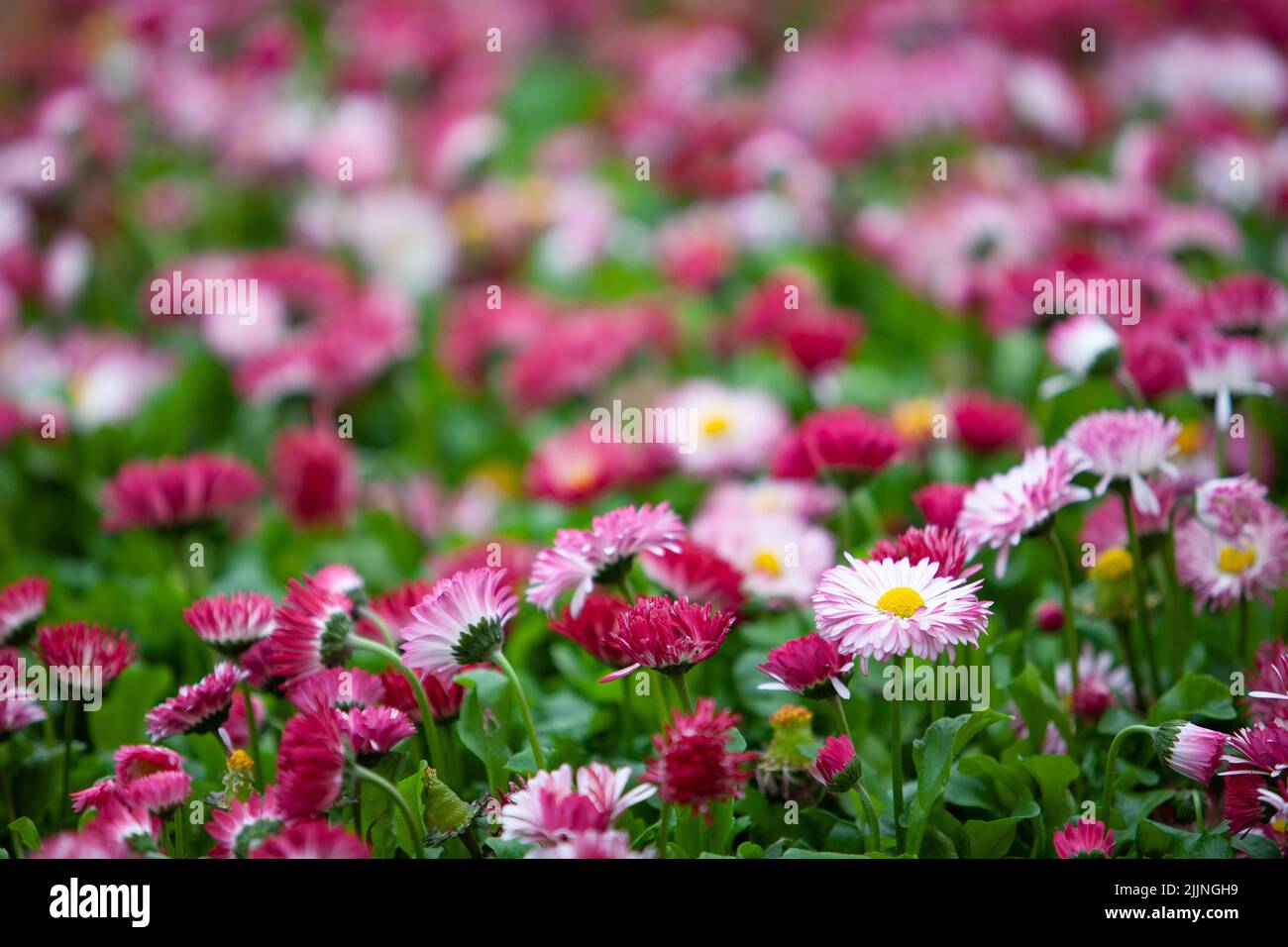 Flores rosas claras y oscuras fotografías e imágenes de alta resolución - Alamy Flores rosas claras y oscuras fotografías e imágenes de alta resolución - Alamy