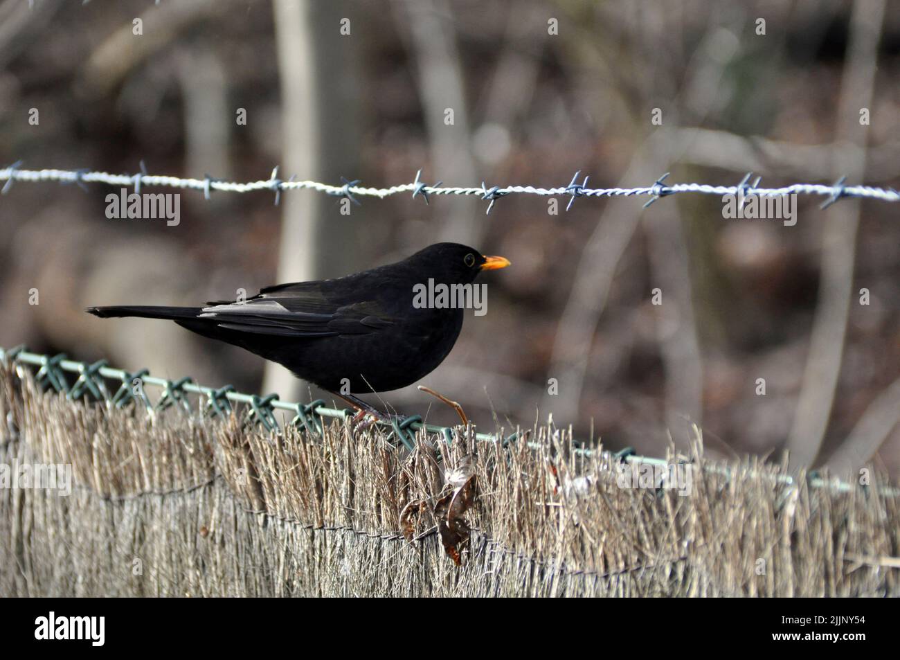 Una foto de primer plano de un ave negra Foto de stock