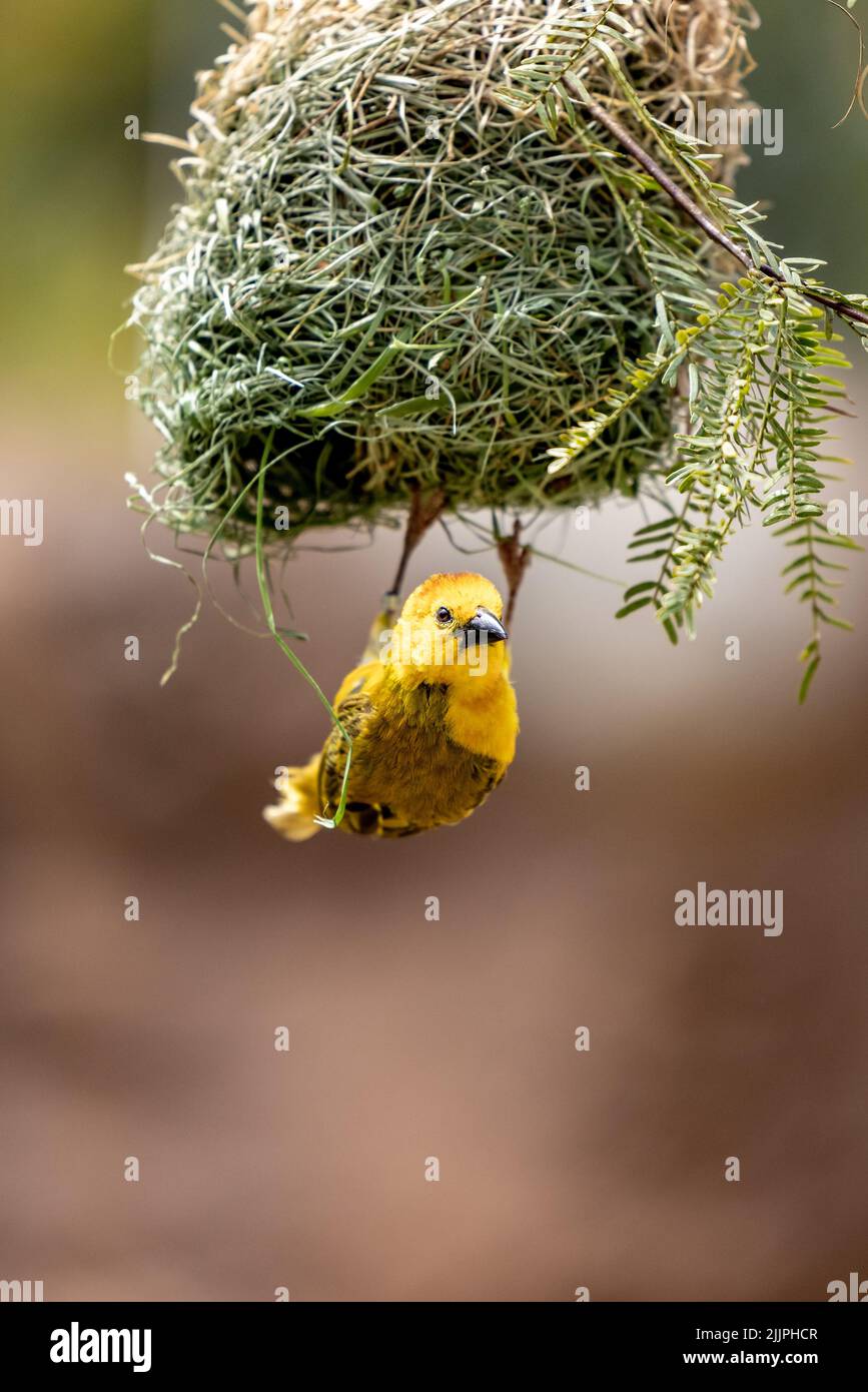 Una fotografía de enfoque poco profundo de un tejedor Taveta amarillo volando bajo un arbusto verde con un fondo borroso Foto de stock