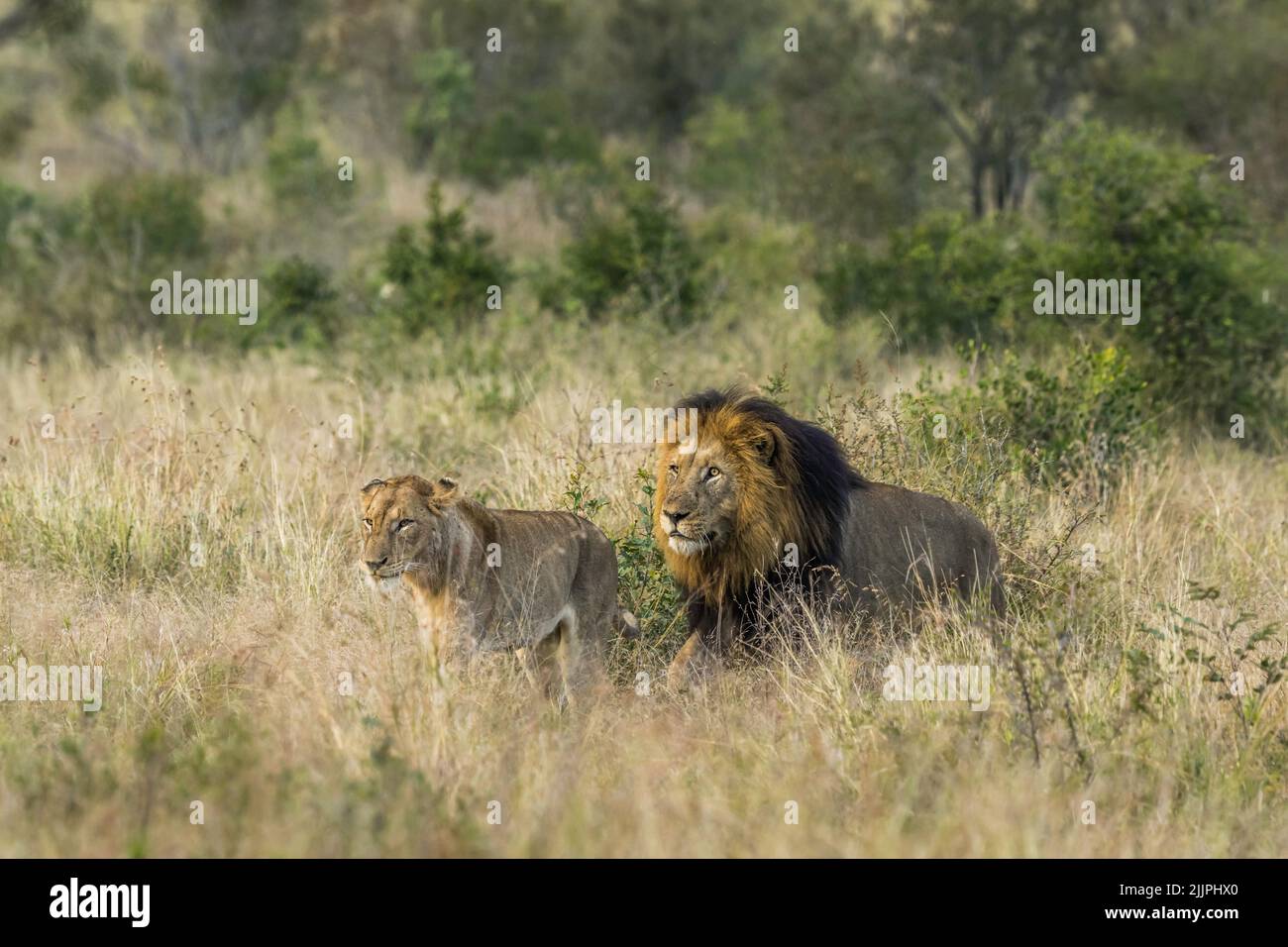 Macho león siguiendo a hembra mate a través de hierba larga - Parque Kruger Foto de stock