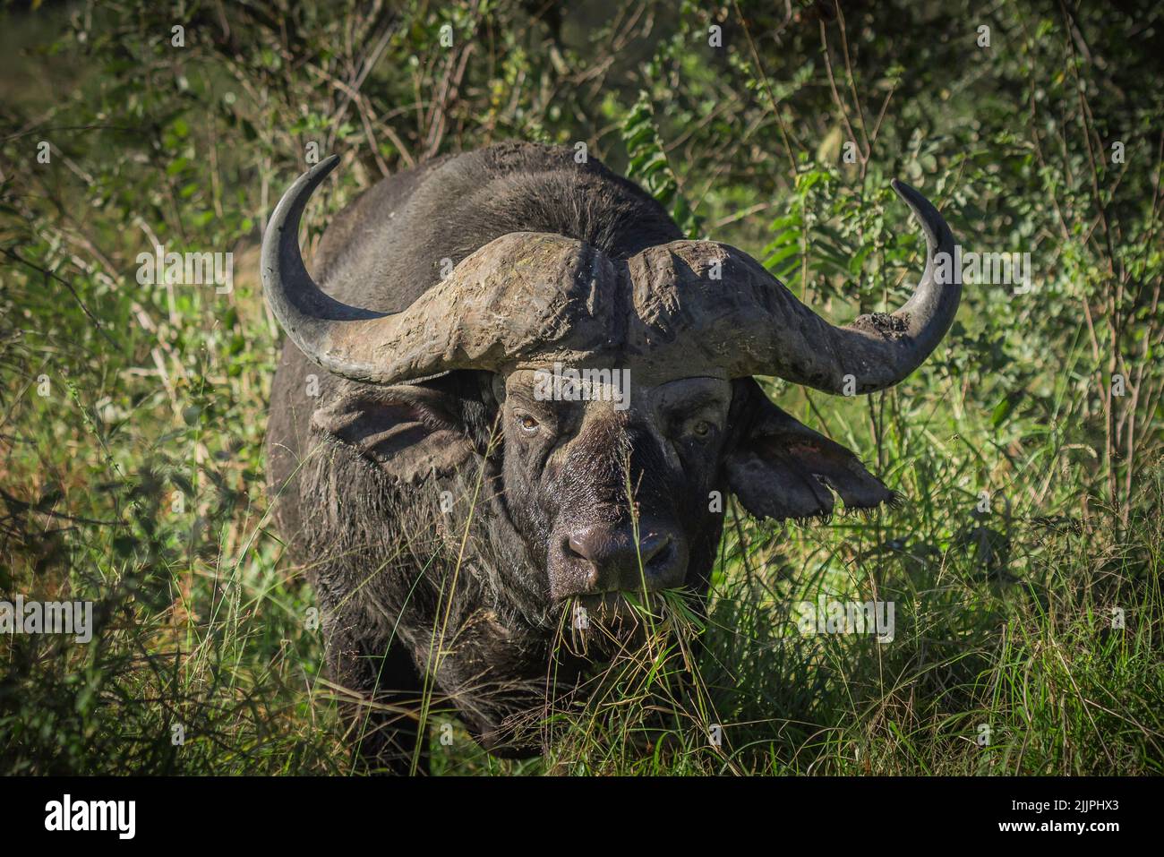Búfalos africanos parados en follaje denso Foto de stock