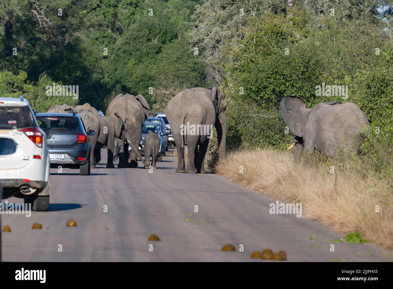 Elefantes bloqueando la carretera - Parque Kruger Foto de stock