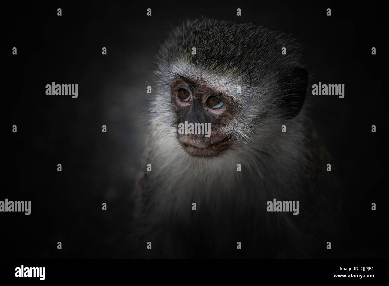 retrato de un mono vervet sobre fondo negro Foto de stock