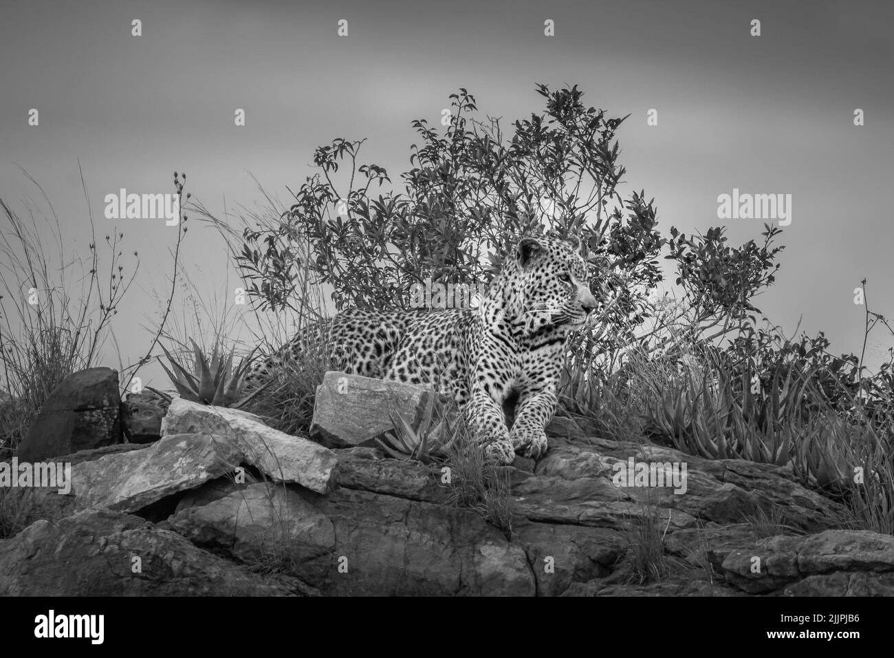 Leopardo tumbado en un afloramiento rocoso - Parque Kruger - blanco y negro Foto de stock