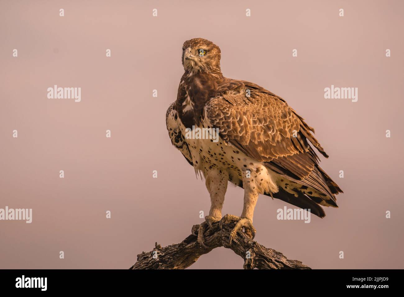 Águila Marcial encaramada en la gran rama de la hora dorada Foto de stock