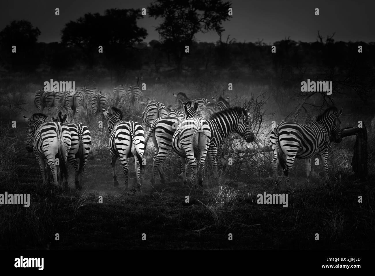 Rebaño de cebras caminando a través de un área recientemente quemada de la imagen negra y blanca africana de veld Foto de stock