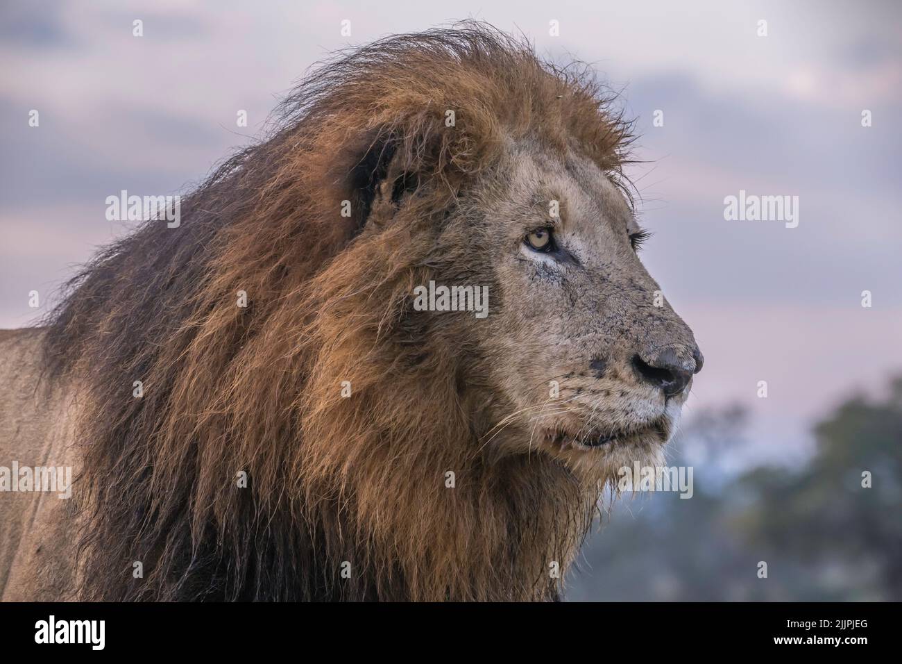 Retrato del león masculino - Parque Kruger Foto de stock