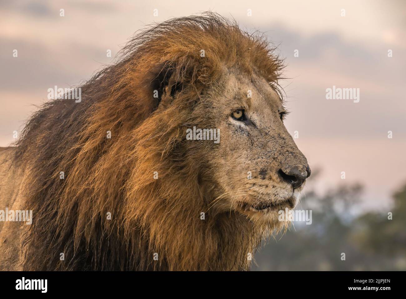 Retrato del león masculino - Parque Kruger Foto de stock