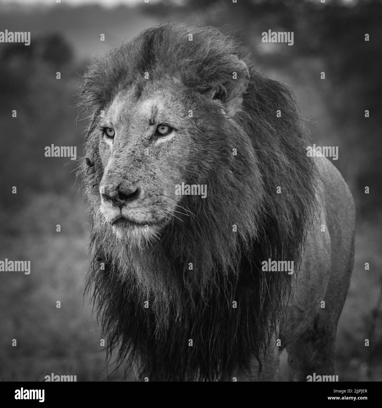 El león masculino avanza a propósito a través de veld Foto de stock