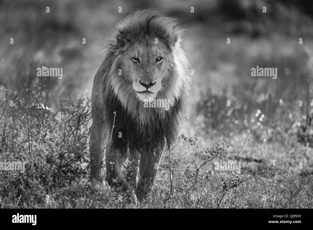 El león masculino avanza a propósito a través de veld Foto de stock