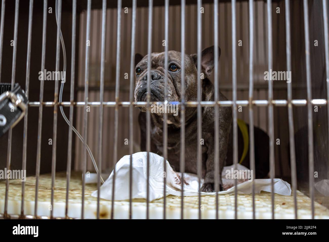 Un bulldog francés confinado detrás de rejas en un hospital de mascotas debido a su cirugía de cesárea Foto de stock