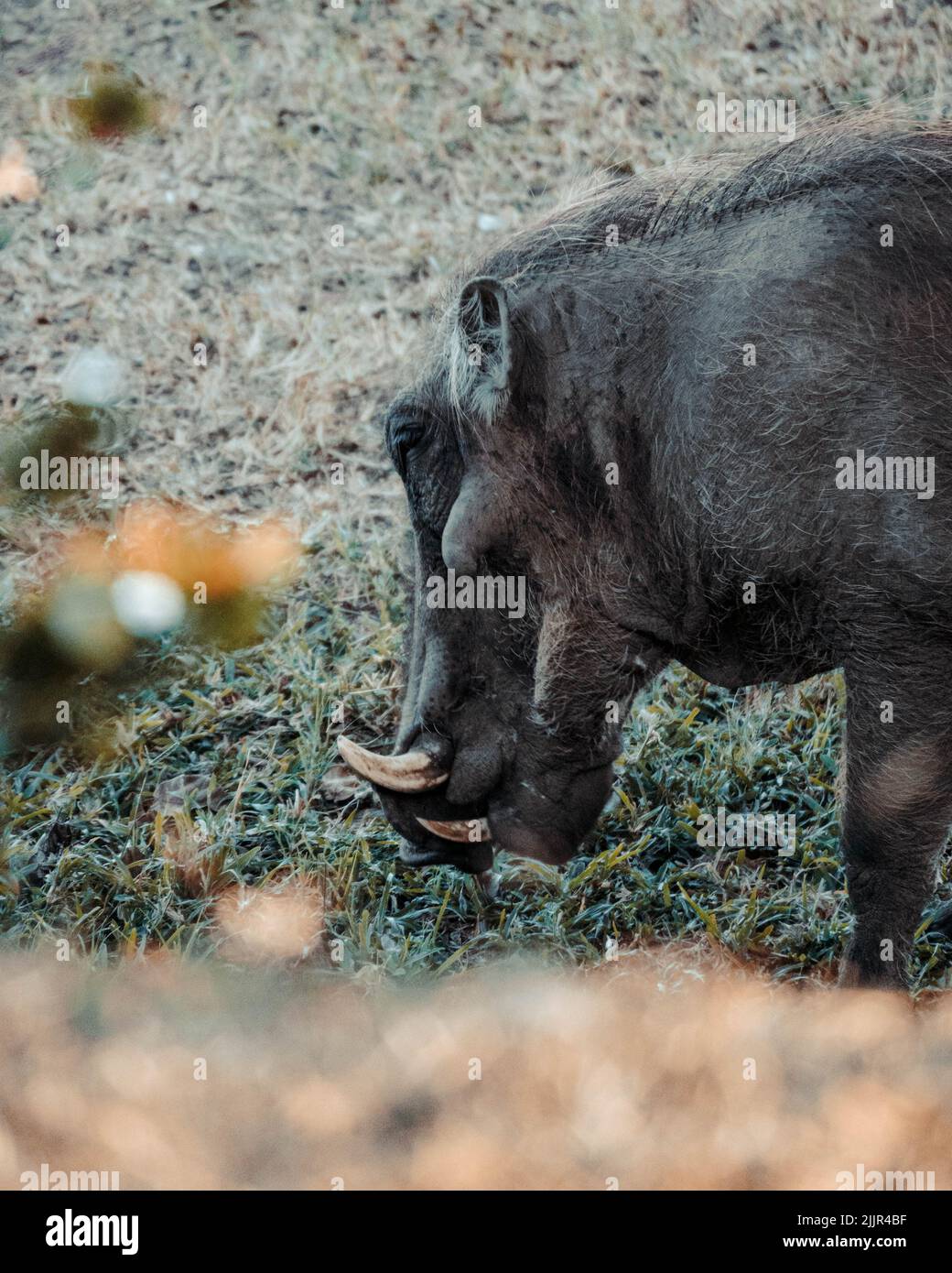 Un tiro de cerca de un cerdo salvaje Foto de stock
