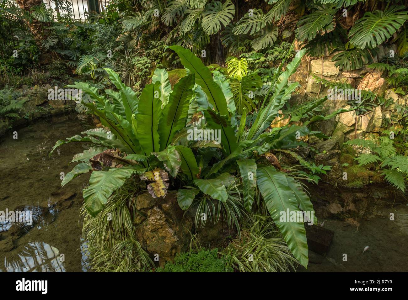Hermosas plantas tropicales en el Palmengarten en Frankfurt, Alemania Foto de stock