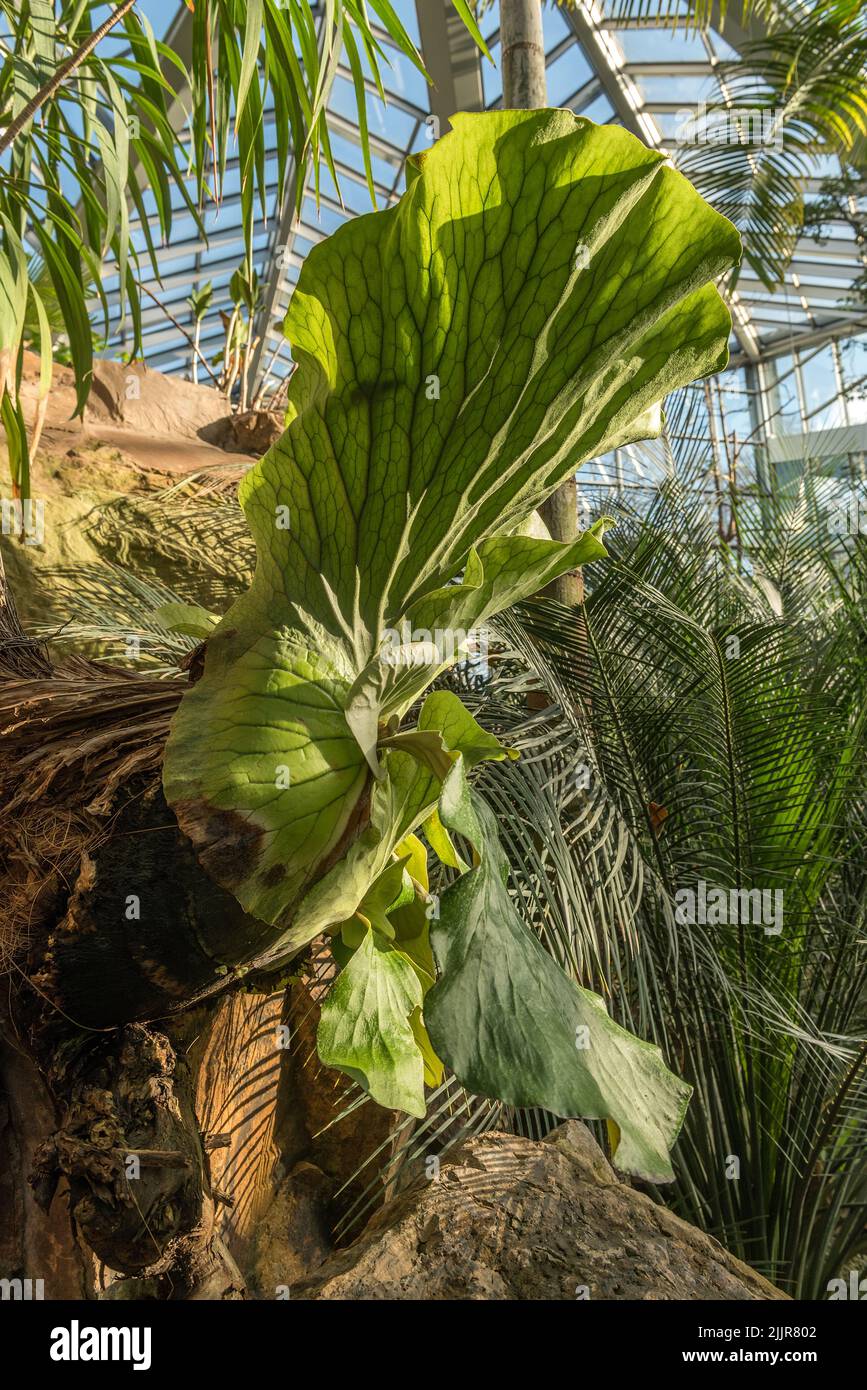 Hermosas plantas tropicales en el Palmengarten en Frankfurt, Alemania Foto de stock