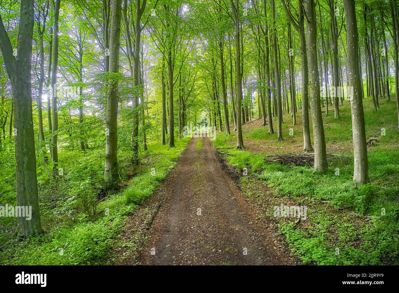 Bosque, verde y camino a un lugar misterioso con vegetación y un montón de árboles para escapar de todo. Hermoso paisaje con césped y plantas a lo largo Foto de stock