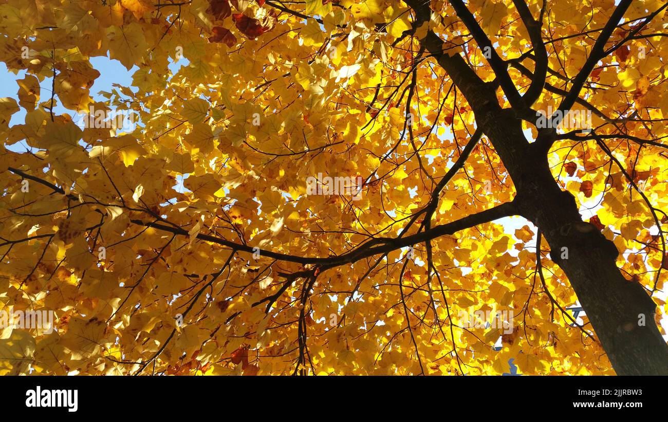 Una foto de ángulo alto de un árbol de otoño amarillo Foto de stock