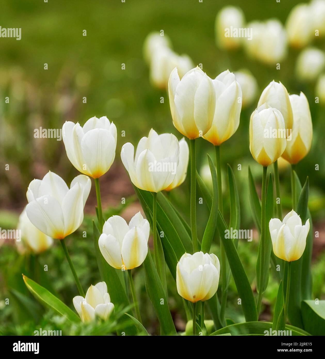 Plantas bonitas fotografías e imágenes de alta resolución - Alamy