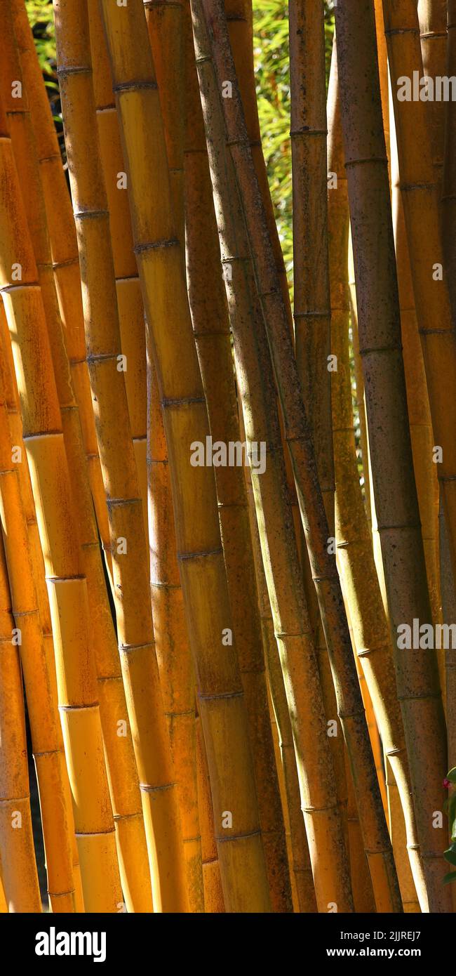 El montón de bambúes en un bosque en un día soleado Foto de stock
