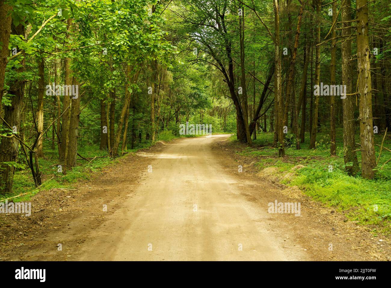 Camino de tierra en el bosque. Camino en el bosque verde de verano. Concepto de viaje, naturaleza, aventura. Fotografía de alta calidad Foto de stock