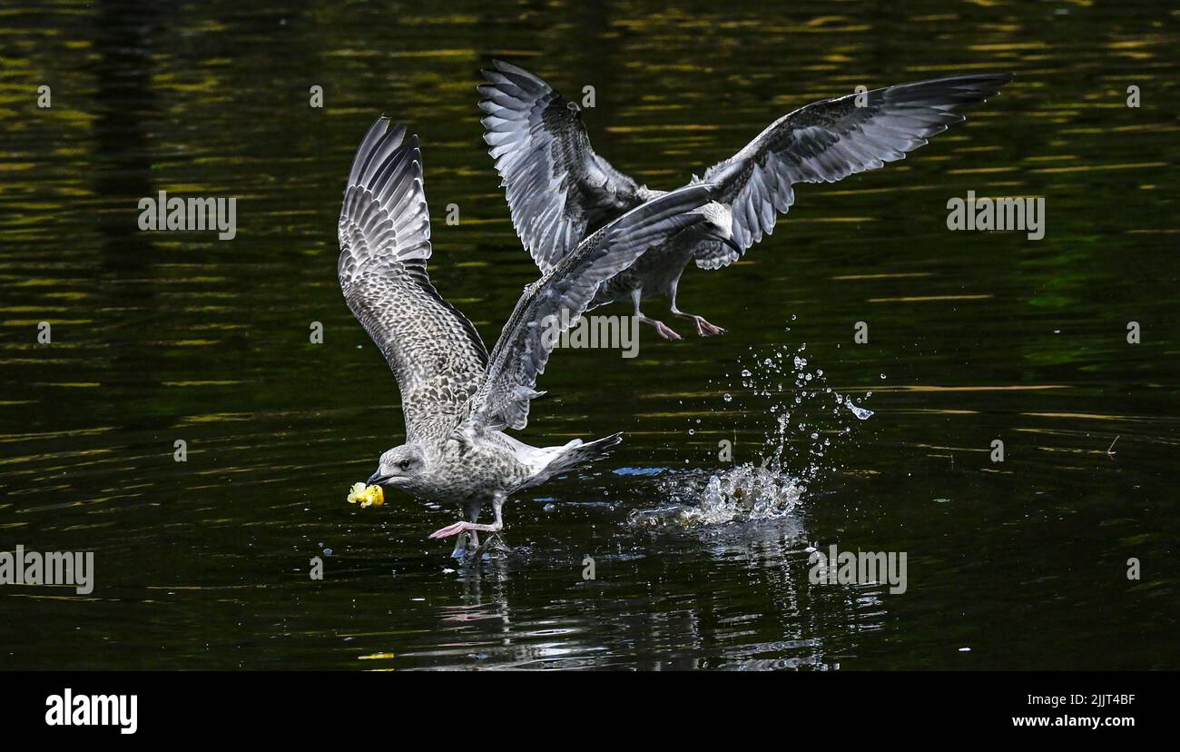 Joven europeo de arenque Gull Larus argentatus luchando por comida en un estanque urbano en vuelo - Brighton Reino Unido Fotografía tomada por Simon Dack Foto de stock