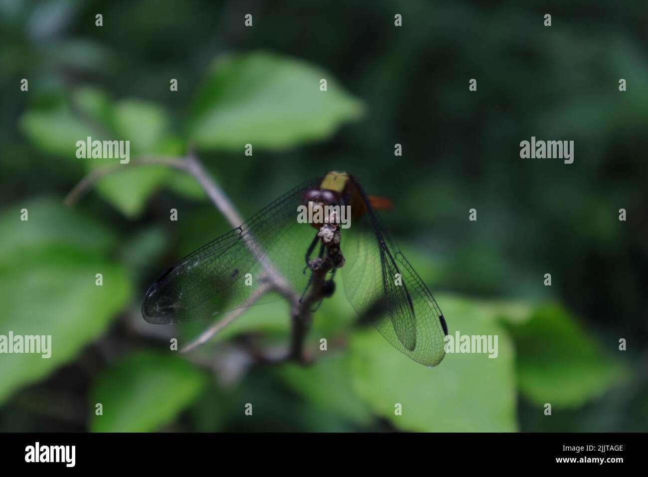 Cara y punta de ala de una libélula Ruddy Darter (Sympetrum sanguineum) hembra encaramada en la punta de un tallo Foto de stock