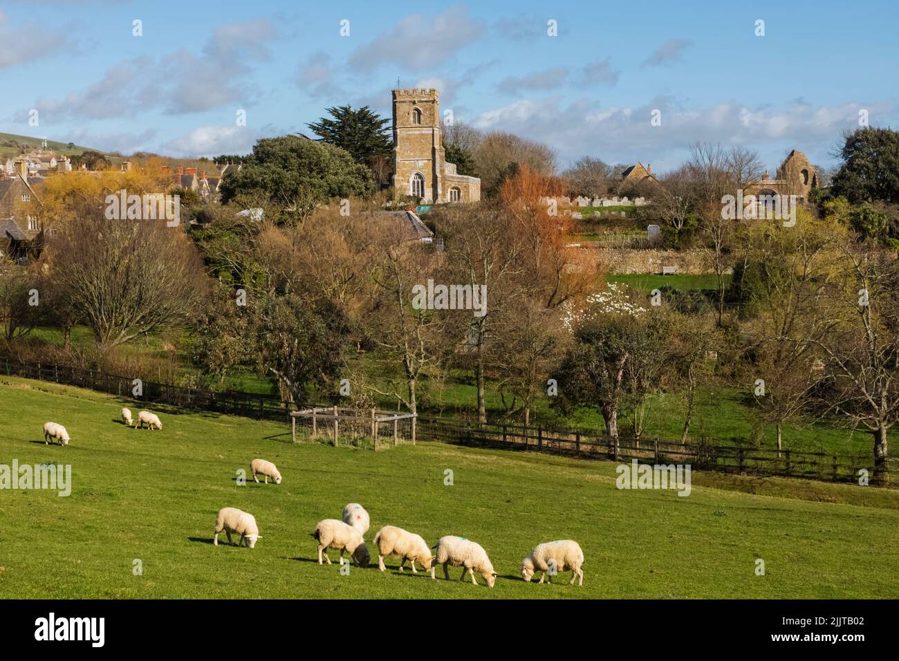 Inglaterra, Dorset, Abbotsbury, Oveja y Iglesia de San Nicolás Foto de stock