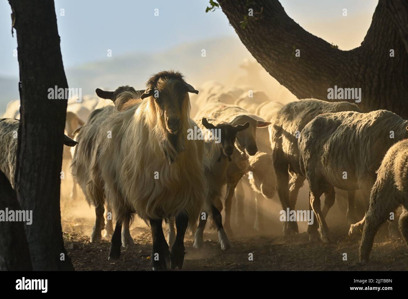 Cabras y ovejas en la carretera en Greci, Rumania en la sequía de verano Foto de stock