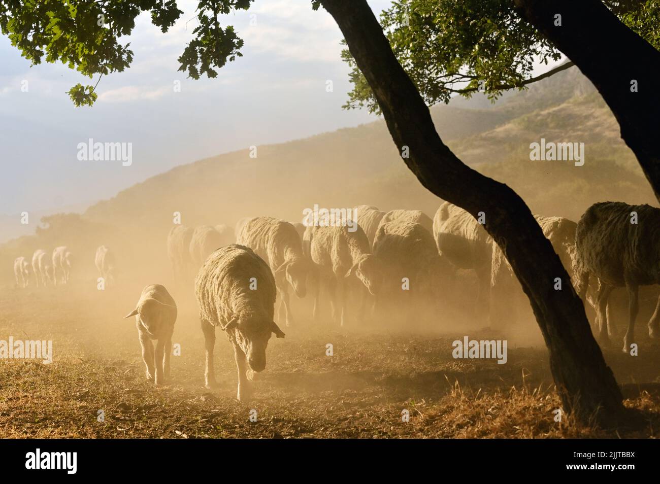 Cabras y ovejas en la carretera en Greci, Rumania en la sequía de verano Foto de stock