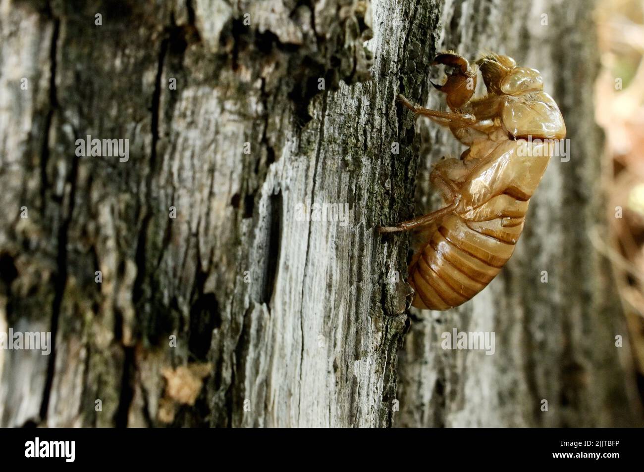 Primer plano Exoesqueletos abandonados Cicada Orni Insecta se sienta sobre el árbol Foto de stock