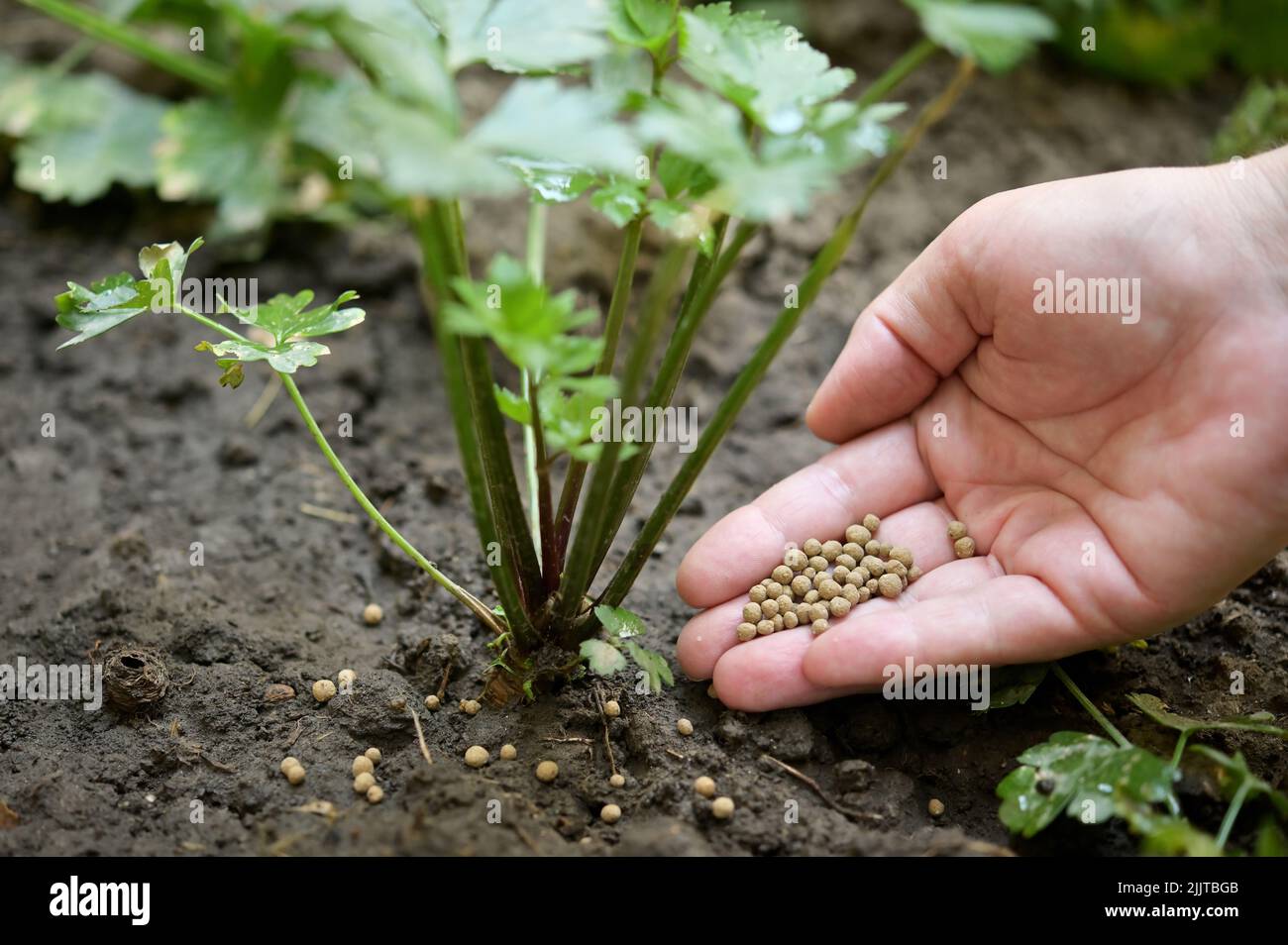 Primer plano Agricultor Hand Spreading Fertilizante Universal Orgánico Foto de stock