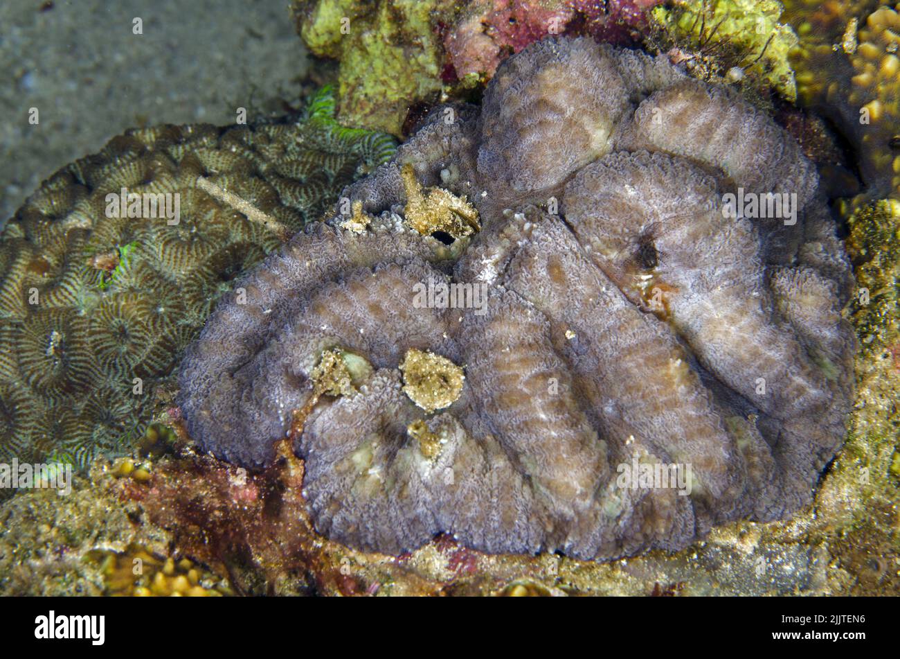 Coral duro, Trachyphyllia geoffroyi, Trachyphylliidae, Anilao, Batangas, Filipinas, Océano Indo-pacífico, Asia Foto de stock