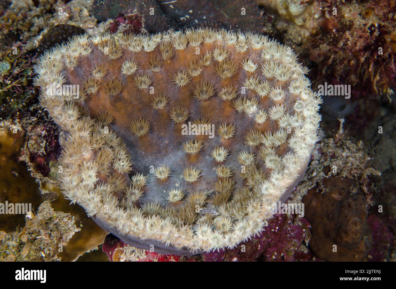Coral duro, Montipora sp., Acroporidae, Anilao, Batangas, Filipinas, Océano Indo-pacífico, Asia Foto de stock