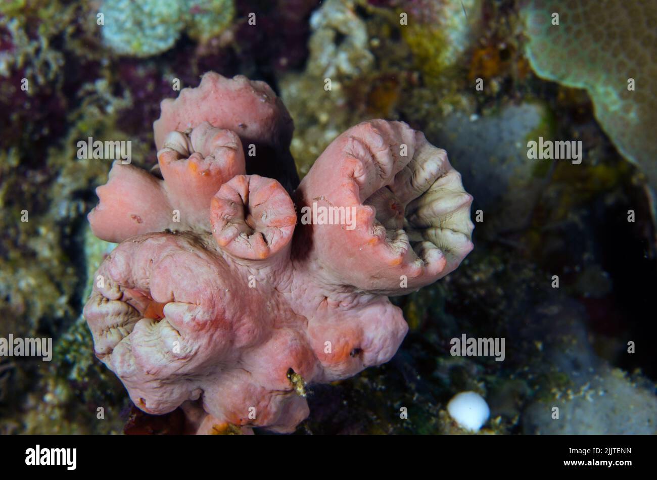 Coral duro, Caulaustrea furcata, Faviidae, Anilao, Batangas, Filipinas, Océano Indo-pacífico, Asia Foto de stock