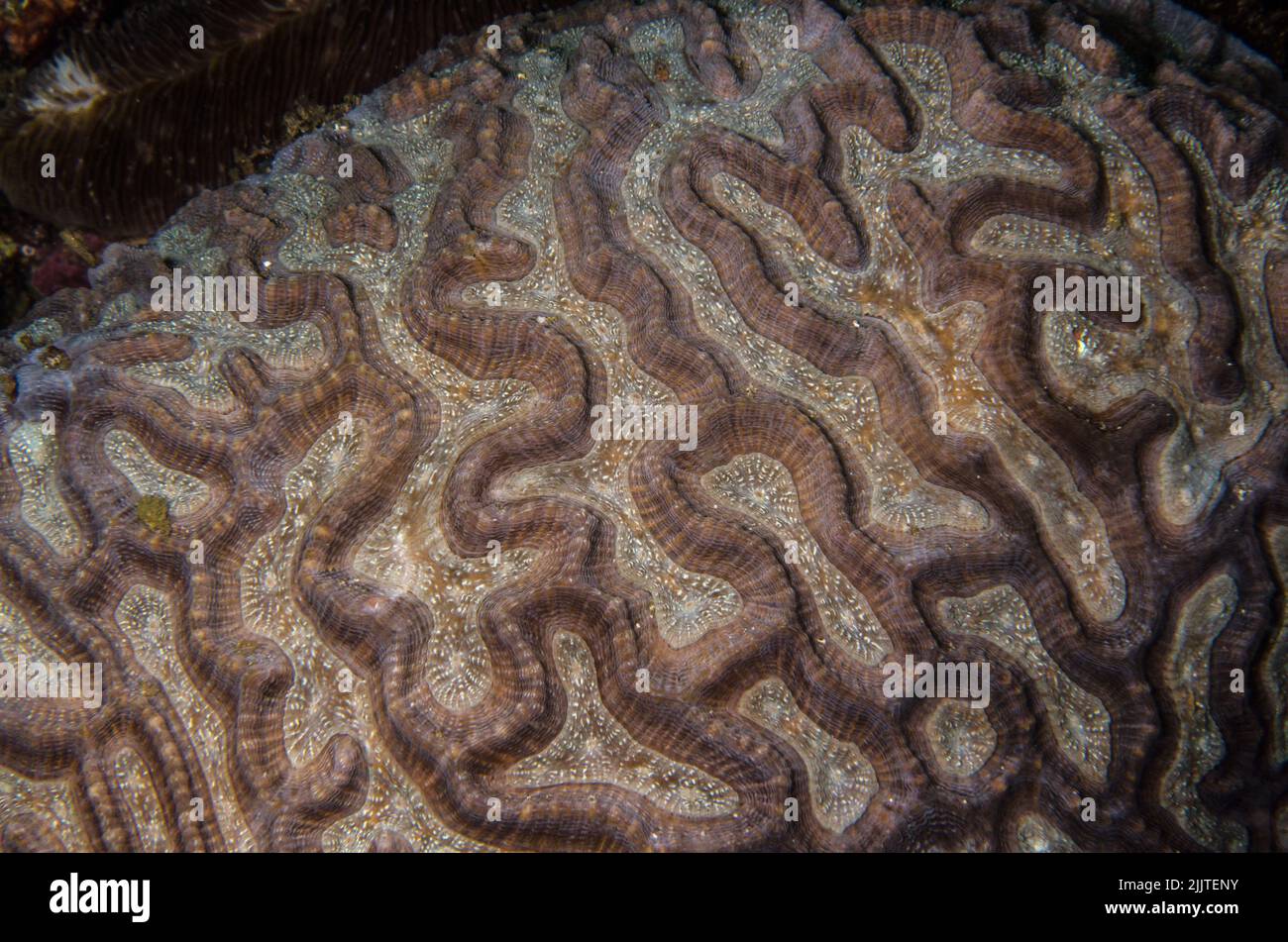 Coral duro, Goniastrea australiensis, Faviidae, Anilao, Batangas, Filipinas, Océano Indo-pacífico, Asia Foto de stock