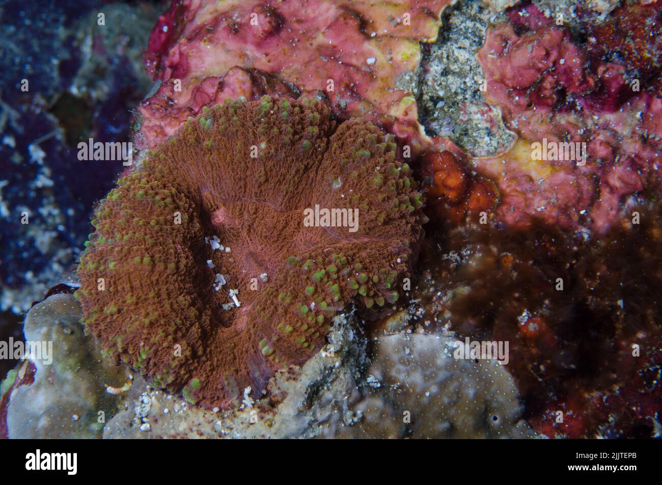 Coral duro, Scolymia vitiensis, Mussidae, Anilao, Batangas, Filipinas, Océano Indo-pacífico, Asia Foto de stock