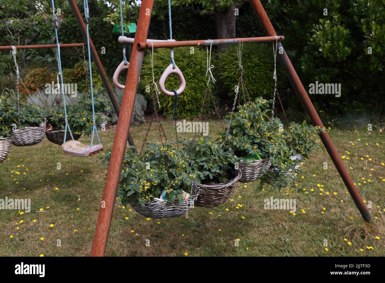 Tomatina Baby Tomatina Creciendo en Cestas Colgantes en un Swing Set en Garden Surrey Inglaterra Foto de stock