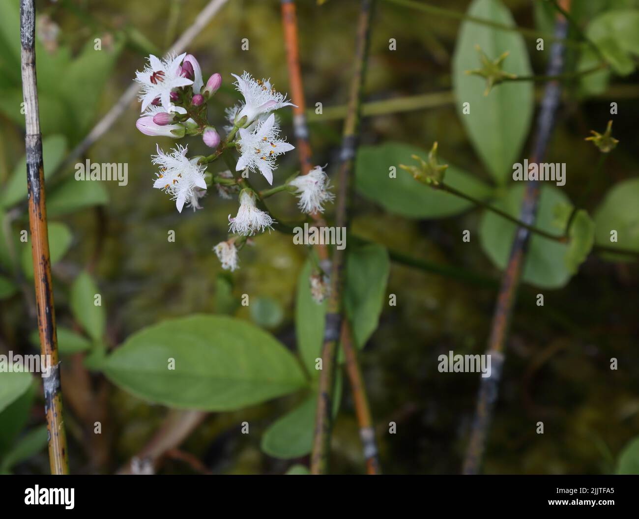 Bog Bean (Menyanthes trifoliata) florece en el estanque Surrey Inglaterra Foto de stock