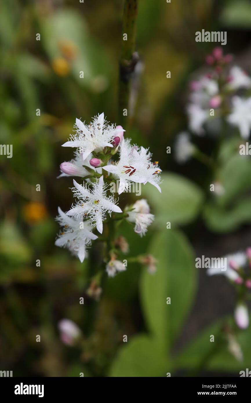 Bog Bean (Menyanthes trifoliata) florece en el estanque Surrey Inglaterra Foto de stock