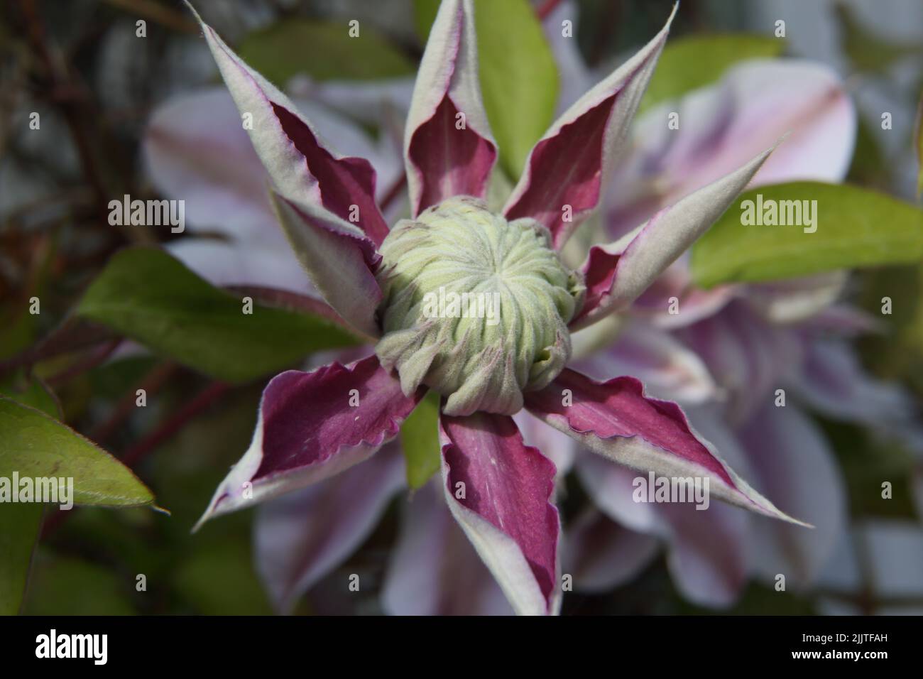 Primer plano de Clematis (Regal) Flower en Garden Surrey Inglaterra Foto de stock