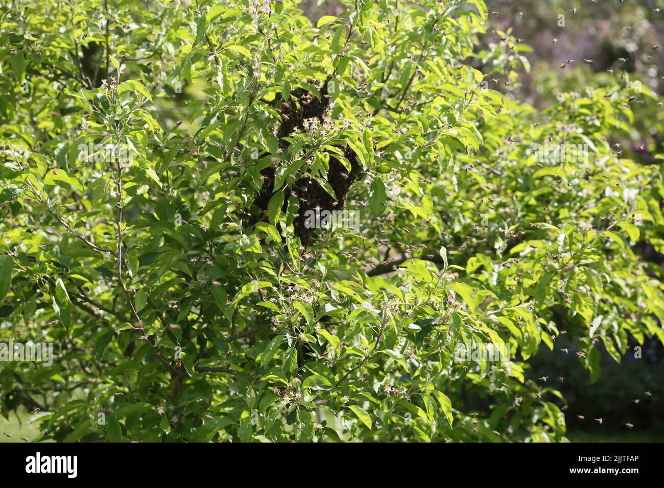 Abejorros de miel en el árbol de manzana en mayo Surrey Inglaterra Foto de stock