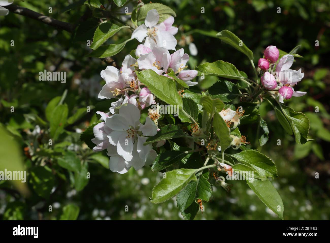 Primer plano de Apple Blossom en Apple Tree Surrey Inglaterra Foto de stock