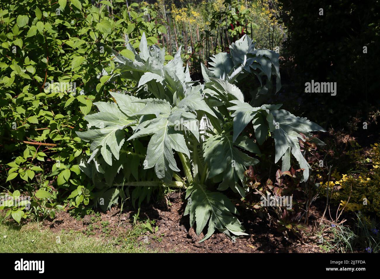 Planta de Alcachofa Creciendo en Garden Surrey Inglaterra Foto de stock