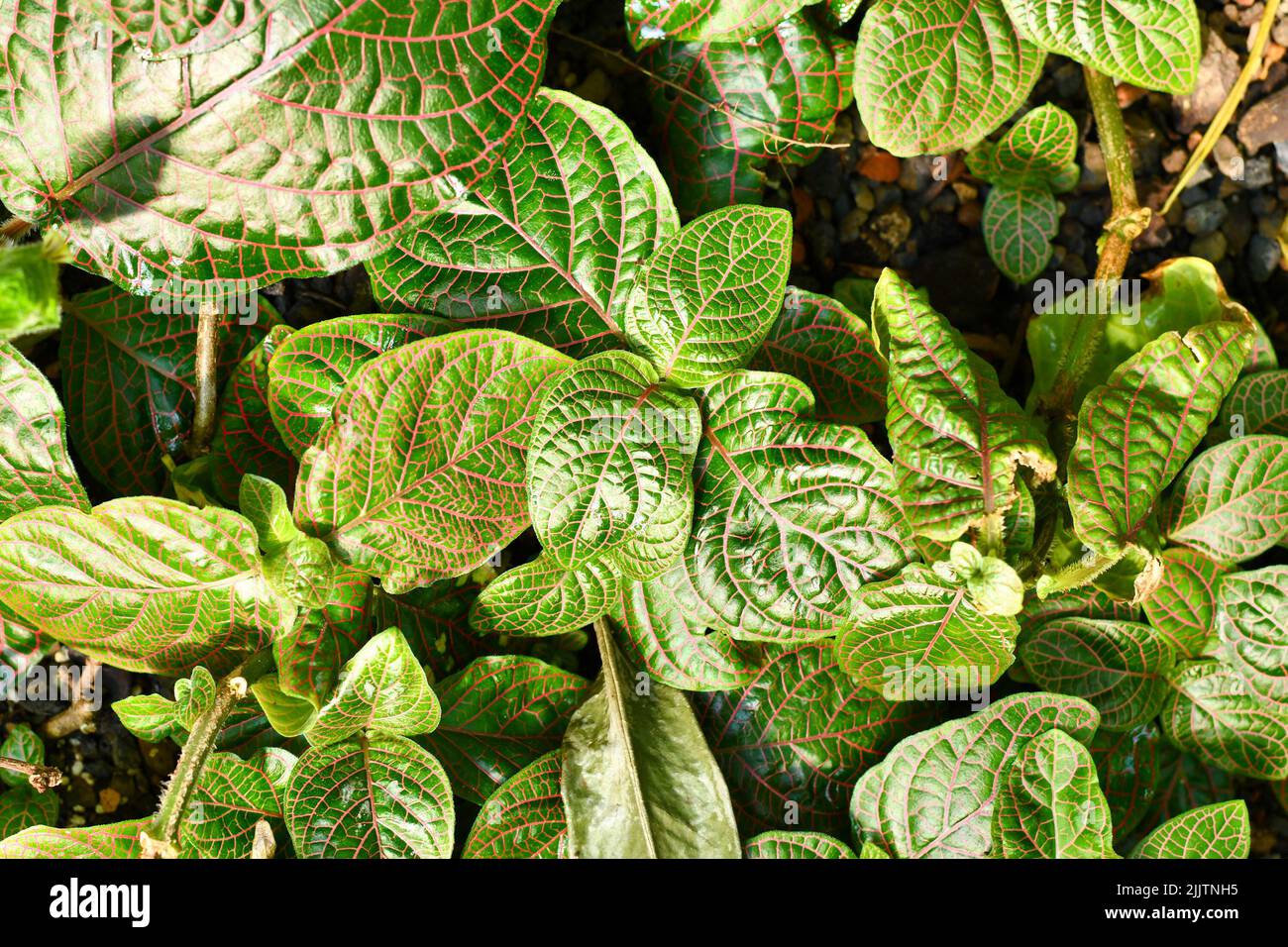 Vista superior de la planta tropical 'Fittonia gigantea' Nerv con vetas rojas cubriendo el suelo Foto de stock