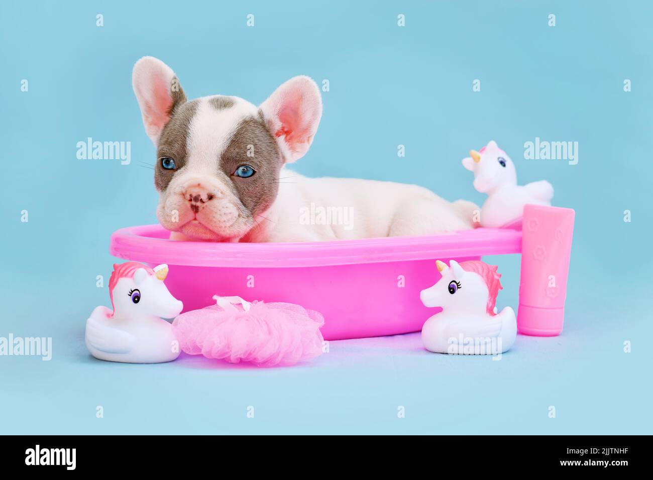 Isabella pied francés Bulldog perrito en bañera rosa con patos de goma sobre fondo azul Foto de stock