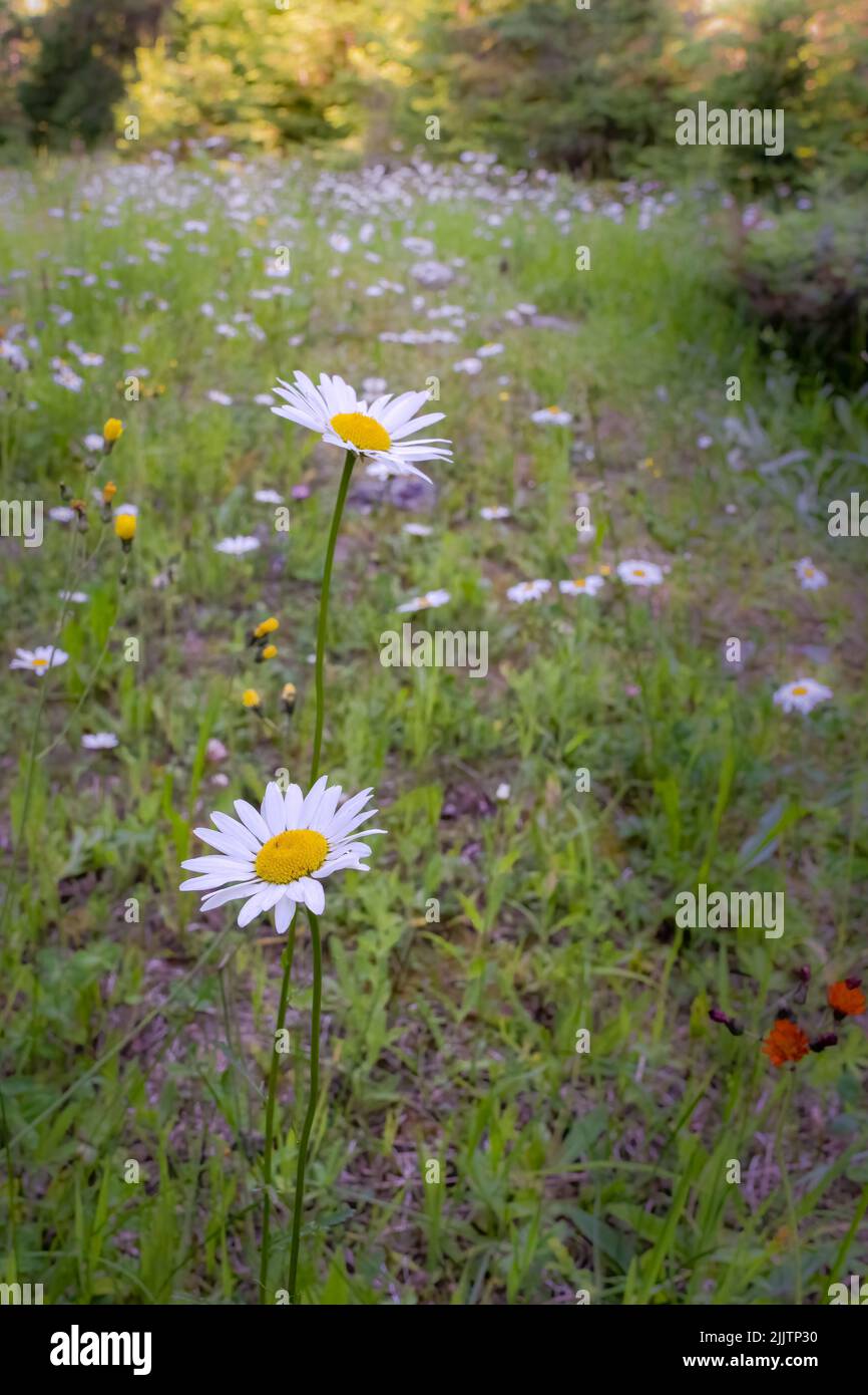Door County Land Trust es una organización de preservación de tierras