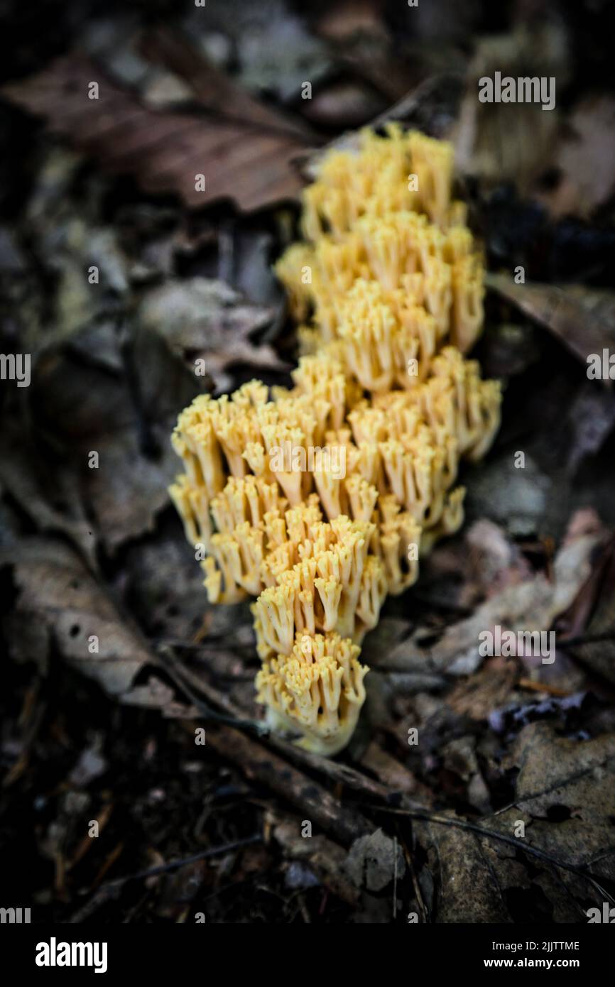 Un disparo vertical de setas Ramaria flava en crecimiento rodeadas de hojas caídas Foto de stock