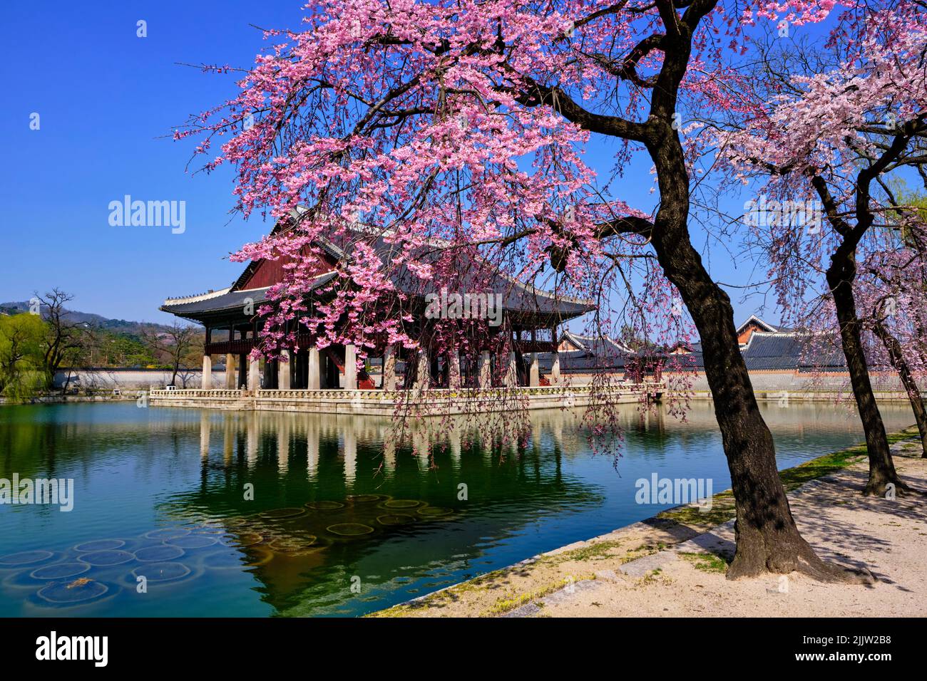 Corea del Sur, Seúl, distrito Jongno-gu, Palacio Gyeongbokgung o Palacio Gyeongbok que significa Palacio de la felicidad resplandeciente, flores de cerezos Foto de stock