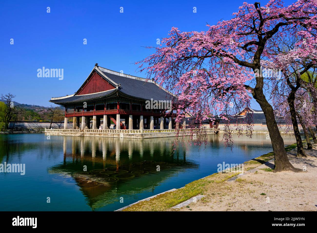 Corea del Sur, Seúl, distrito Jongno-gu, Palacio Gyeongbokgung o Palacio Gyeongbok que significa Palacio de la felicidad resplandeciente, flores de cerezos Foto de stock