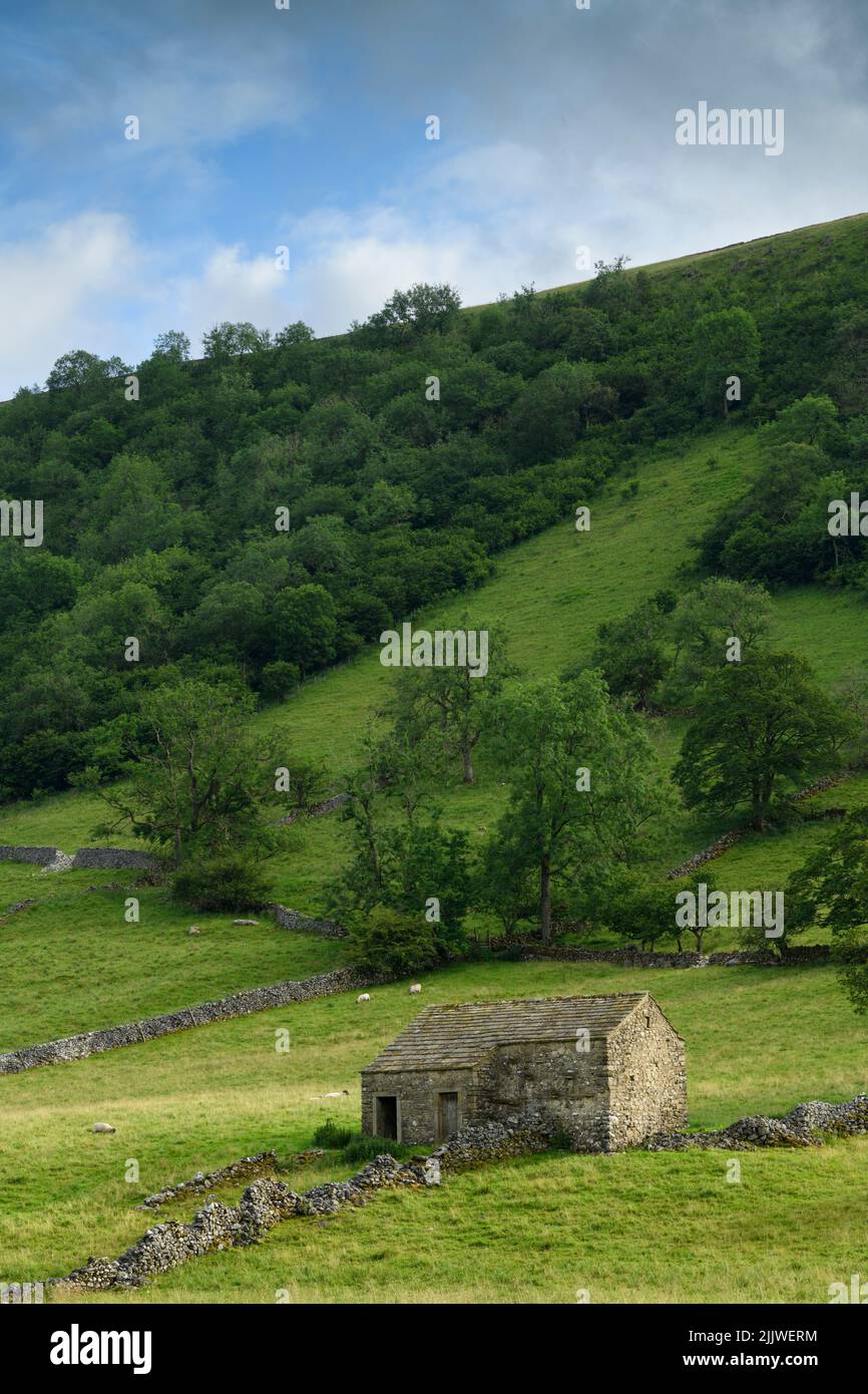 Hermosa campiña de Yorkshire Dales (antiguo granero de piedra, colina empinada, ladera, paredes de piedra seca, ovejas de pasto agrícola) - Wharfe Valley, Inglaterra, Reino Unido Foto de stock
