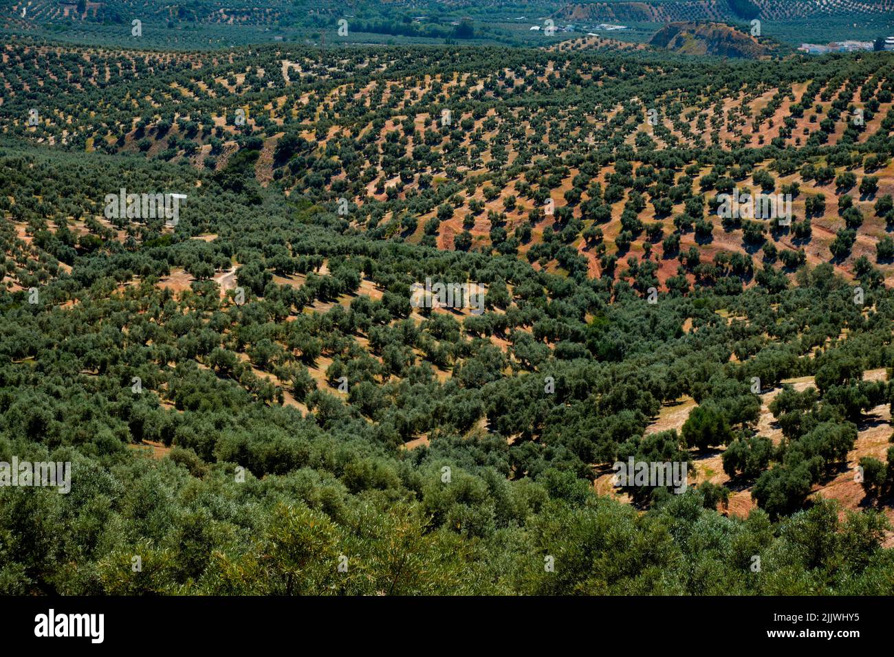 Detalle de un gran olivar en un característico terreno ondulado en Rute, Andalucía, España, en un día primaveral Foto de stock